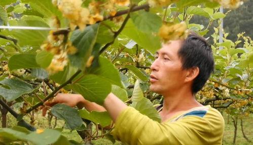 猕猴桃人工授粉视频,视频教学助力高效繁殖