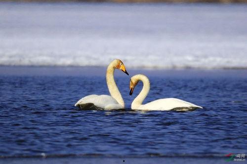野天鹅故事视频,勇敢的冒险与永恒的友谊