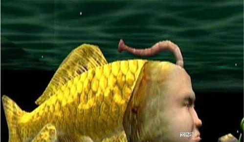 人脸鱼视频,人脸鱼视频中的奇妙瞬间