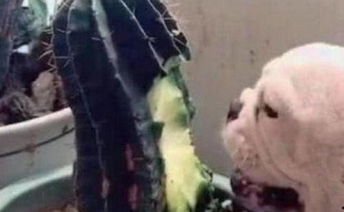 吃仙人掌视频,揭秘仙人掌美食之旅