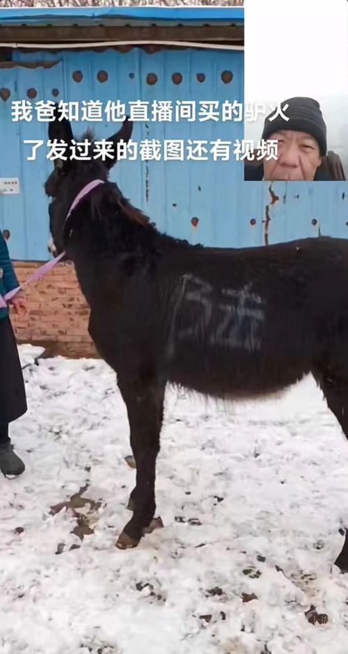 馿配馿视频,趣味横生的短视频盛宴