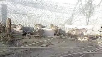 馿配馿视频,趣味横生的短视频盛宴