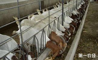 发酵床养羊视频,视频揭秘养殖新篇章