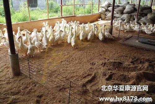 发酵床养羊视频,视频揭秘养殖新篇章